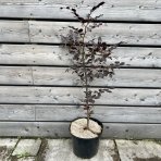 Buk lesný (Fagus sylvatica) ´PURPUREA´ - výška 80-100 cm, kont. C7.5L 